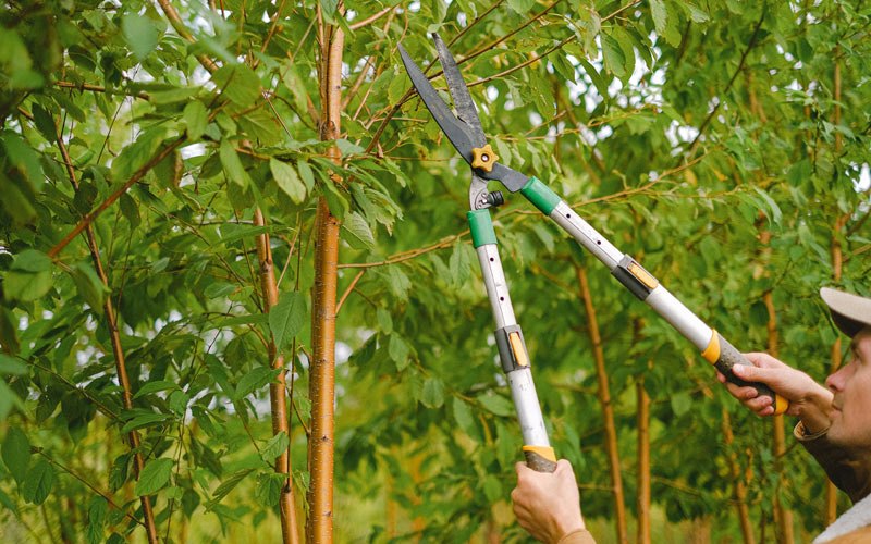 Tree trimming in Argos, IN